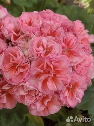 Пеларгония