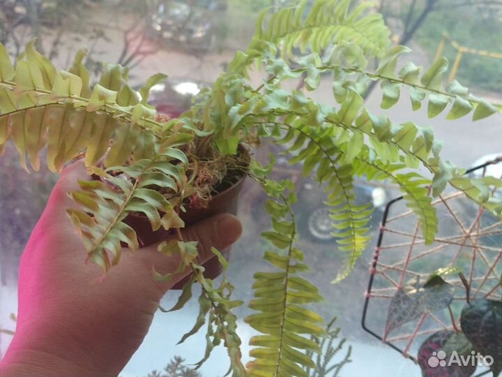 Папоротник нефролепис сортовые