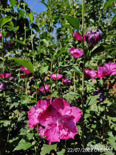 Гибискус сирийский махровый и травянистый