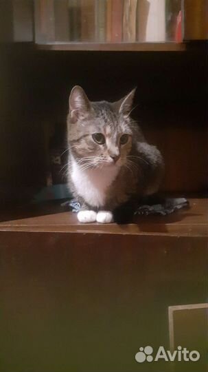 Передержка (профессиональная) кошек, котов, котят