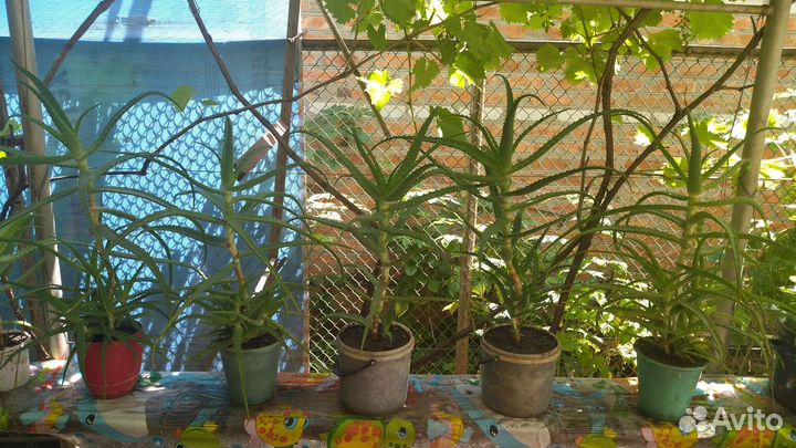 Алоэ древовидное (столетник)