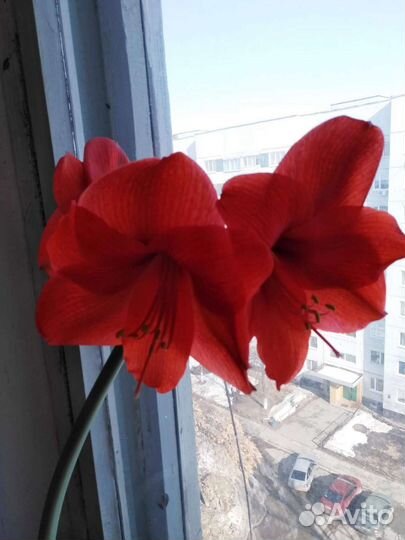 Гиппиаструм