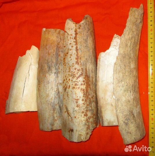 Бивень. Мамонт. Фрагменты на поделки. Интерьер