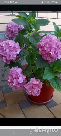 Гортензия, юкка, самшит и др