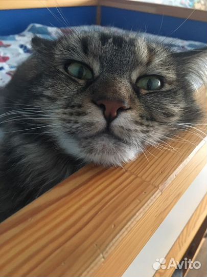 Домашняя передержка животных