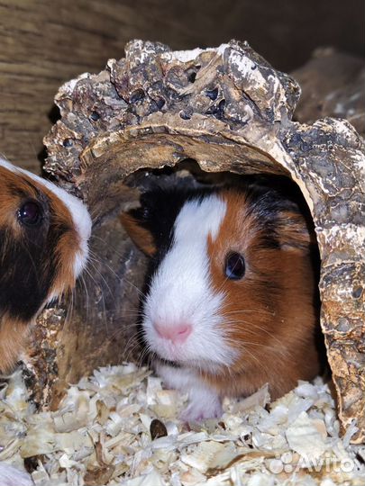 Морская свинка мальчик 15.11.24