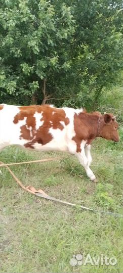 Бычек и телка