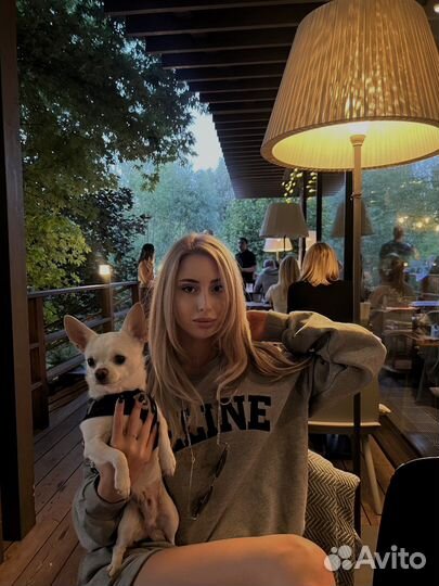 Вязка кобель чихуахуа