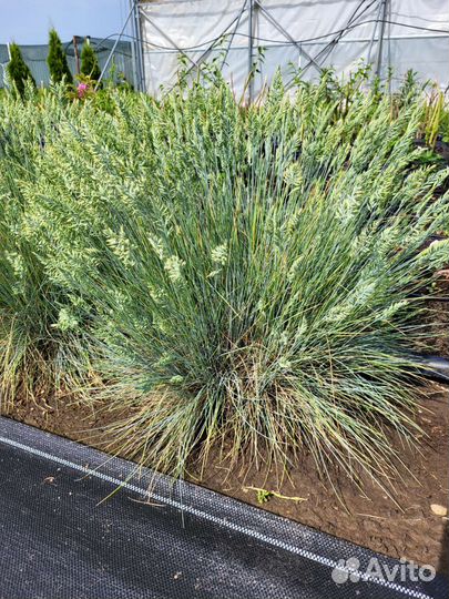 Многолетние растения для сада