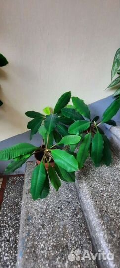 Молочай гребенчатый эуфорбия