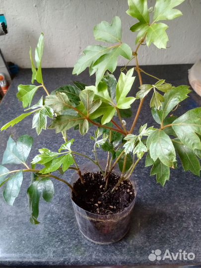 Циссус Элен Даника