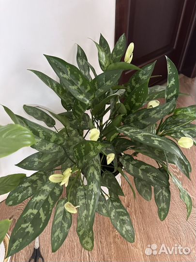 Комнатные цветы