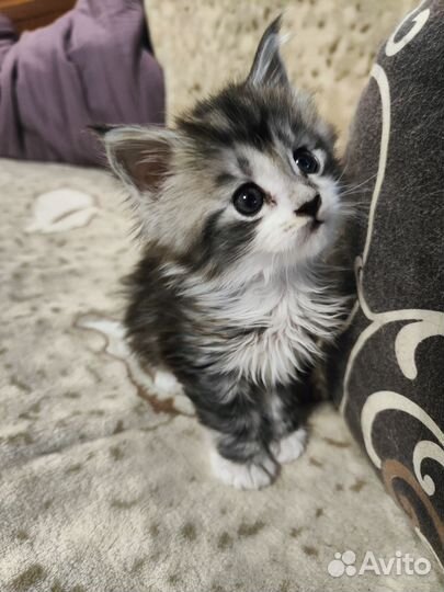 Мейн-кун полидакт