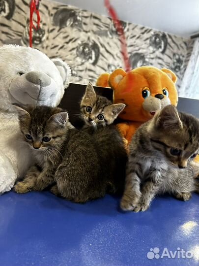 Шатланские котята