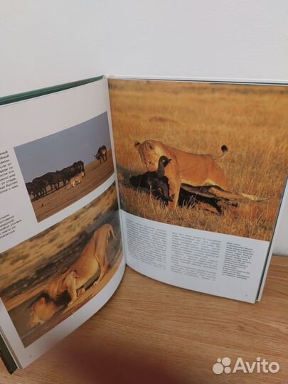 Книга о диких кошках