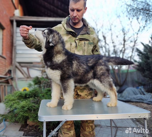 Аляскинский маламут щенок