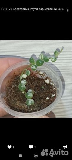 Разные растения