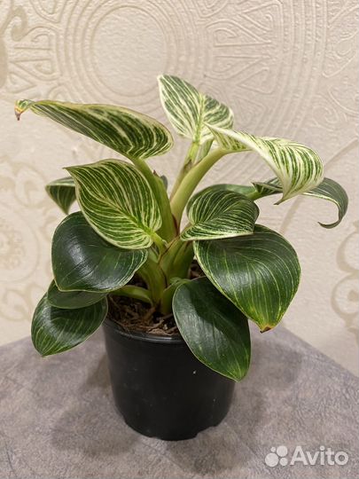 Филодендрон биркин