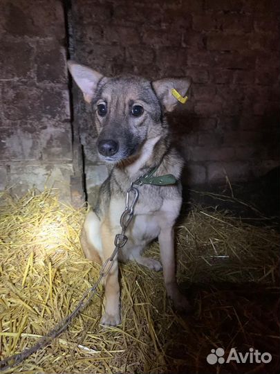 Собака стерил дев,время содержания в отлове вышло