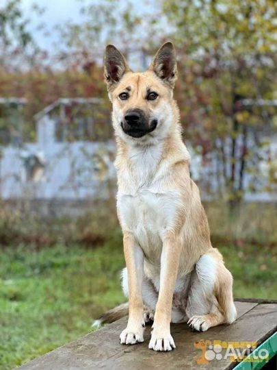 Небольшая собака, девочка, вес 14 кг