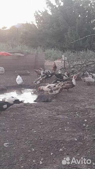 Утки шипуны