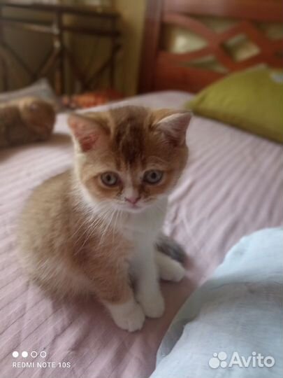 Продажа шотландских котят