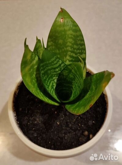 Цветок Сансевиерия