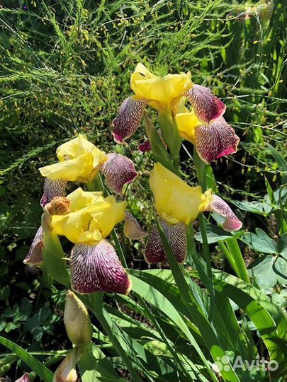 Ирисы сортовые