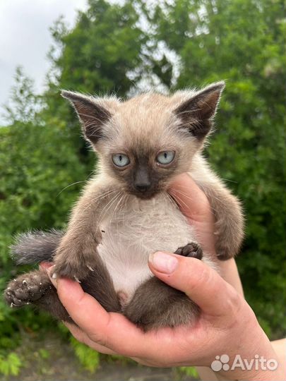 Котята бесплатно