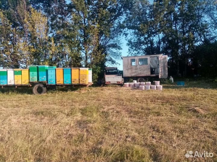 Мед с личной пасеки