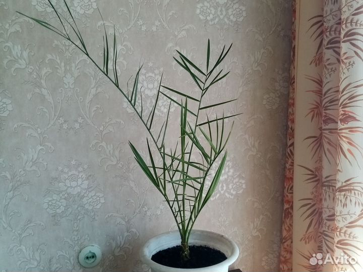 Финиковая пальма