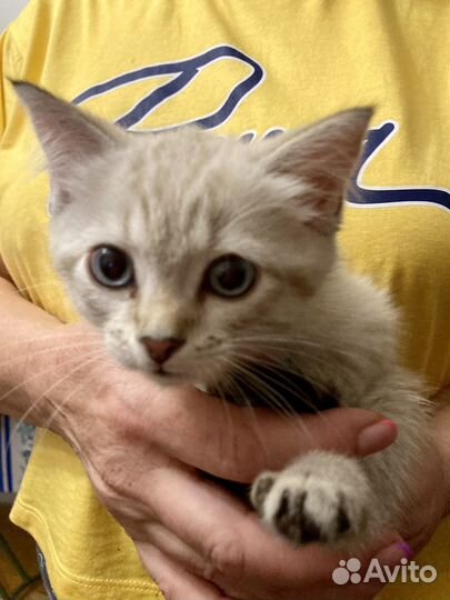 Жуткая тварь из темного леса