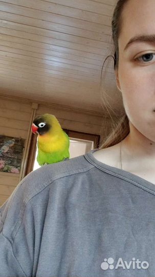 Попугай неразлучники с клеткой ручные