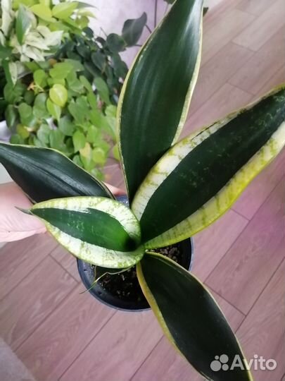 Сансевиерия