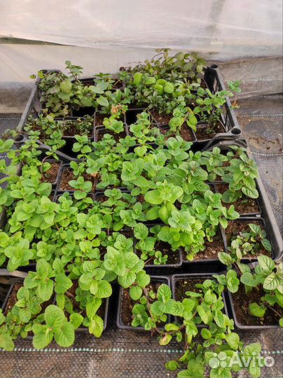 Мята сортовая