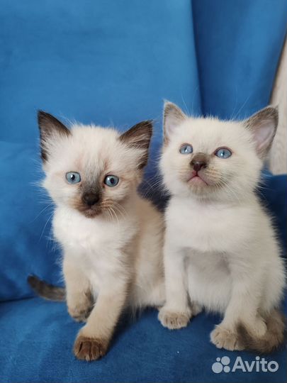 Невская маскарадная