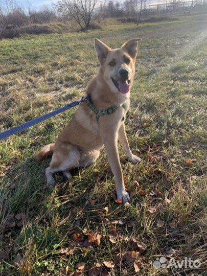 Собака Руди в добрые руки