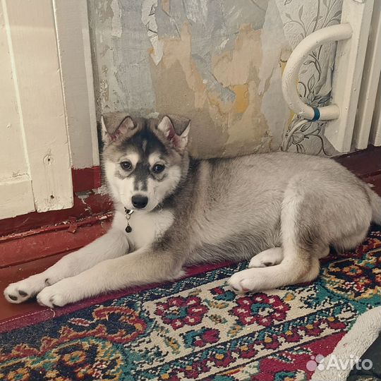 Домашние животные собаки щенки
