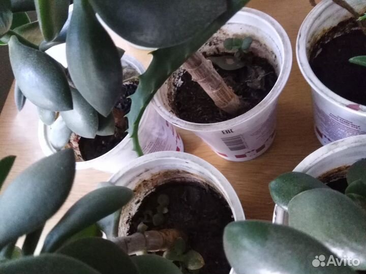 Толстянка (красулла, денежное дерево)