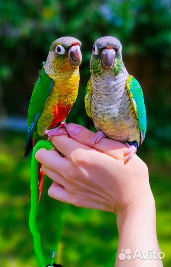 Попугай ожереловый с клеткой(ручной)