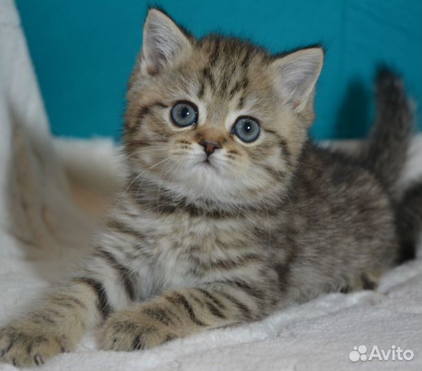 Лиловые и золотые британцы