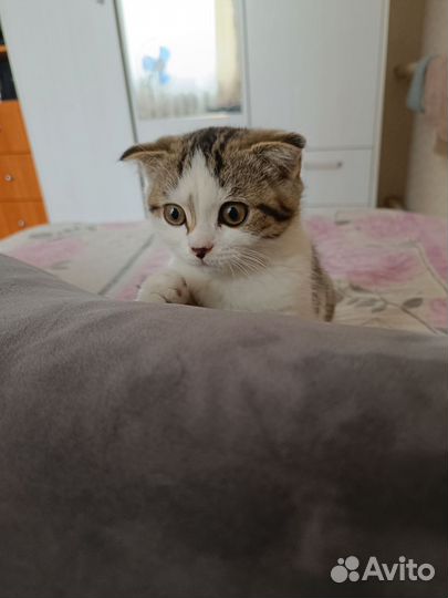 Шотландский вислоухий кот
