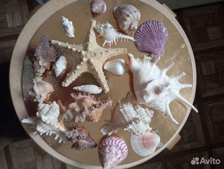 Ракушки, раковины, звезда морская