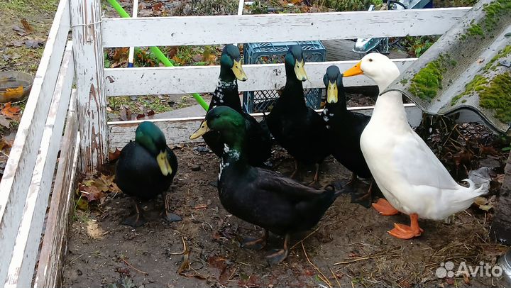 Яйцо инкубационное, цыплята, утята, гусята