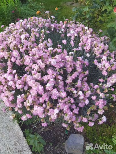 Гвоздика многолетняя