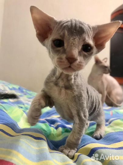 Донской сфинкс котята