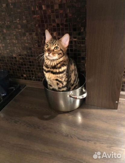 Бенгальский кот вязка