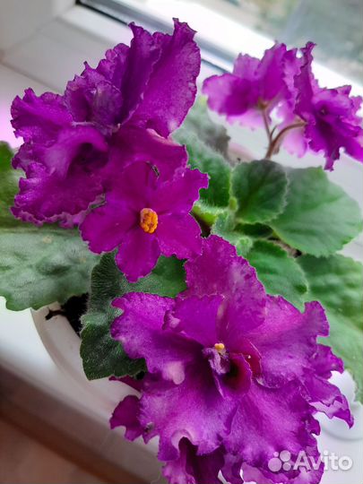 Фиалка(детки) ае-Деймос Элит