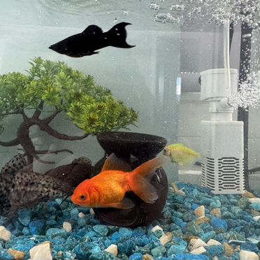 Аквариум с рыбками и всеми атрибутами