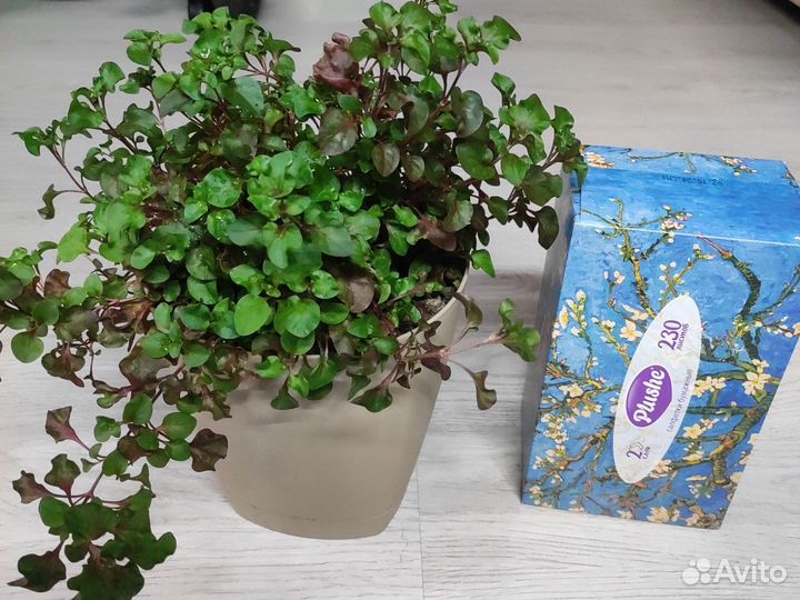 Альтернатера